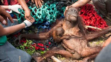 The Moment This Orangutan Knew She And Her Baby Would Be OK