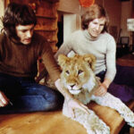 Men Come Face to Face with Lion in the Wild 2 Years After Buying Him at Department Store