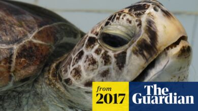 More than 900 coins removed from turtle's stomach in Thailand | Conservation