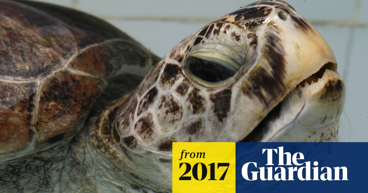 More than 900 coins removed from turtle's stomach in Thailand | Conservation