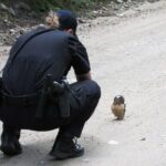 A Coloardo deputy encounters a tiny baby owl on a mountain road while she was driving with a colleague 