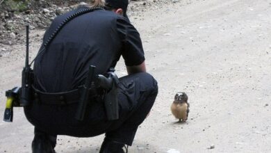 A Coloardo deputy encounters a tiny baby owl on a mountain road while she was driving with a colleague