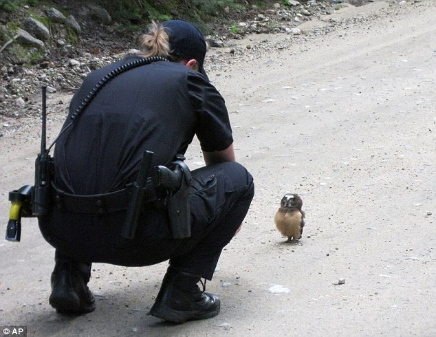 A Coloardo deputy encounters a tiny baby owl on a mountain road while she was driving with a colleague