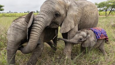 Eliot the baby elephant (right) pictured with Beatrix (left) and Kadiki (centre) - all three are orphans