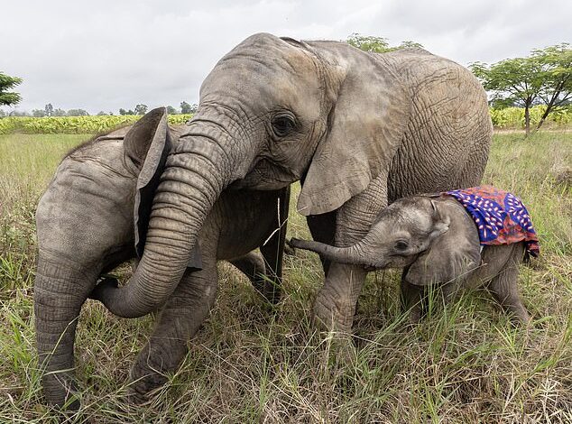 Eliot the baby elephant (right) pictured with Beatrix (left) and Kadiki (centre) - all three are orphans