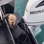 The otter then manages to achieve the most unlikely of getaways, jumping onto a nearby boat in a moment that was incredibly caught on camera