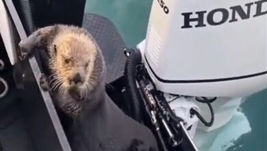The otter then manages to achieve the most unlikely of getaways, jumping onto a nearby boat in a moment that was incredibly caught on camera