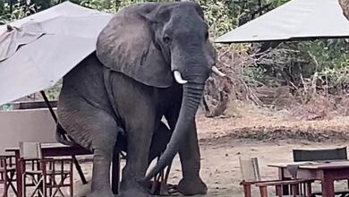 The animal was spotted having a quick rest at the Flatdogs Camp in the South Luangwa National Park in Zambia