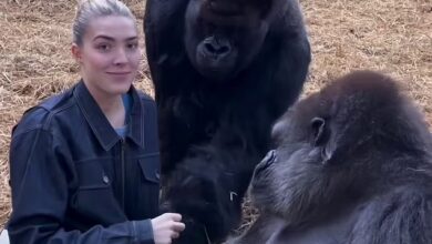 Donna Air's daughter Freya Aspinall fed treats to a pair of gorillas that she has known since birth in touching video
