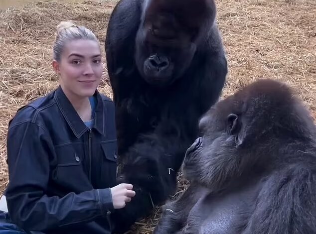 Donna Air's daughter Freya Aspinall fed treats to a pair of gorillas that she has known since birth in touching video