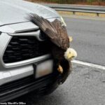 A bald eagle is 'in good health' after being hit by a driver on a Maryland highway and getting stuck in the car's grille