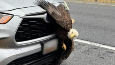 A bald eagle is 'in good health' after being hit by a driver on a Maryland highway and getting stuck in the car's grille