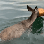 New York Man Braves Cold Waters To Save Deer Swimming With Paint Bucket Stuck On Its Head