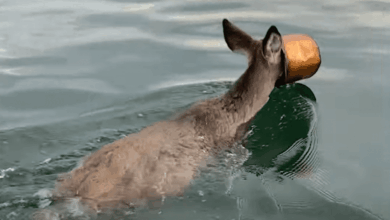 New York Man Braves Cold Waters To Save Deer Swimming With Paint Bucket Stuck On Its Head