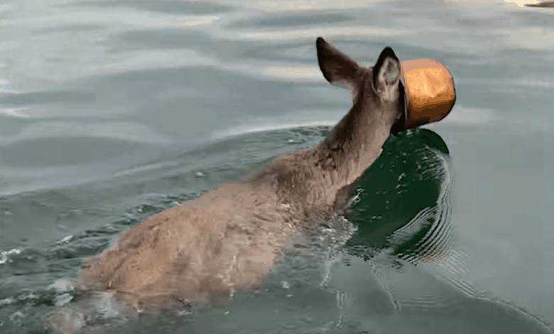 New York Man Braves Cold Waters To Save Deer Swimming With Paint Bucket Stuck On Its Head
