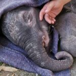 Rescued baby elephant stabilised, awaits permits for transfer to care centre
