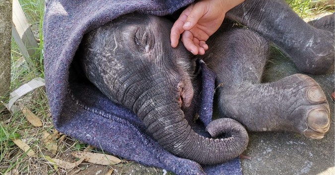 Rescued baby elephant stabilised, awaits permits for transfer to care centre