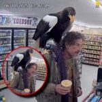 Miro Santeri Sarola on X: "Homeless dude came to market in Alaska 6.10.25. with eagle on his shoulder. Eagle was recognised as "extinct" species. Both man and bird however disappeared after taking
