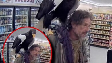 Miro Santeri Sarola on X: "Homeless dude came to market in Alaska 6.10.25. with eagle on his shoulder. Eagle was recognised as "extinct" species. Both man and bird however disappeared after taking