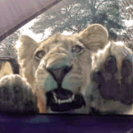 Watch Wild Lion Try To Enter Tourist Vehicle