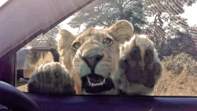 Watch Wild Lion Try To Enter Tourist Vehicle