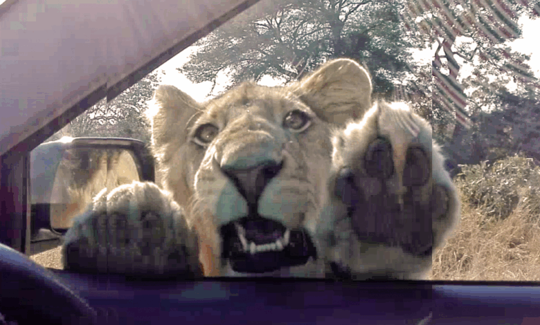 Watch Wild Lion Try To Enter Tourist Vehicle