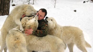 Man Who Runs With the Wolves