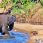 Grumpy Elephant Attempts To Stab Baby Hippo