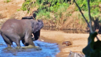 Grumpy Elephant Attempts To Stab Baby Hippo