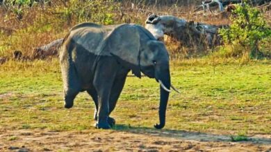 Vutomi the 3-legged elephant adapts, survives amid caring herd