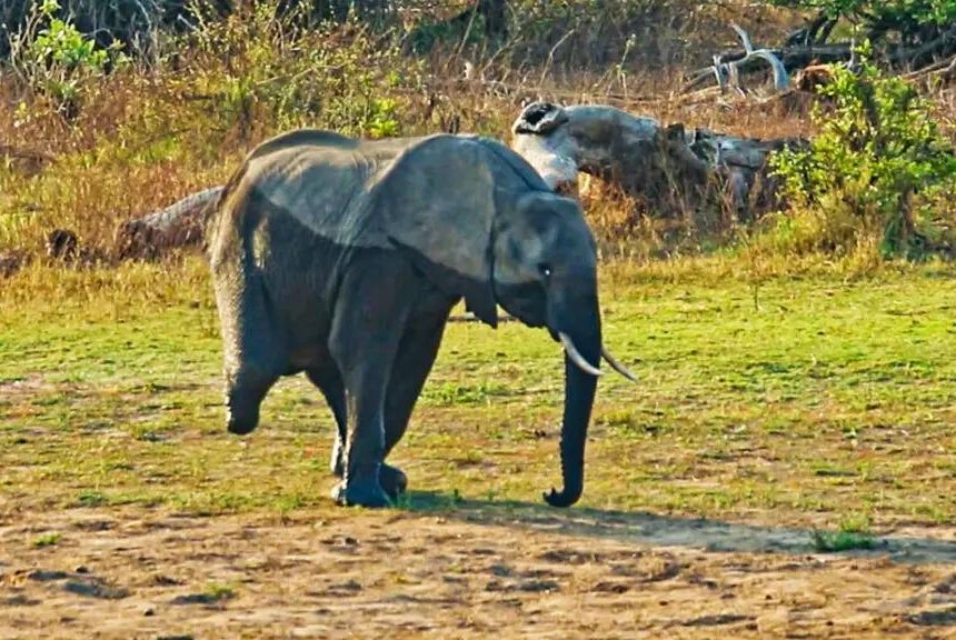 Vutomi the 3-legged elephant adapts, survives amid caring herd
