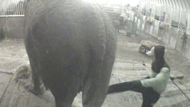 Merciless:  In secretly shot video, a worker swings a vicious kick into the belly of 58-year-old Anne the elephant. Animal Defenders International planted the device because of concerns about how Anne was being treated at Bobby Roberts's Super Circus