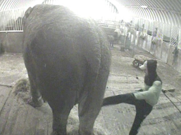 Merciless:  In secretly shot video, a worker swings a vicious kick into the belly of 58-year-old Anne the elephant. Animal Defenders International planted the device because of concerns about how Anne was being treated at Bobby Roberts's Super Circus