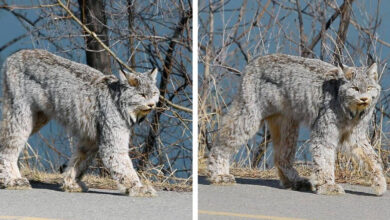 Gorgeous Wild Cat Turns Heads As She Casually Struts Down Street