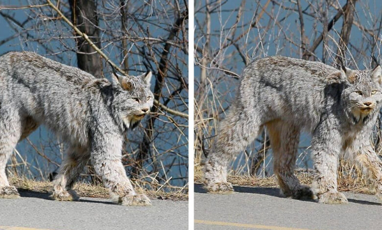 Gorgeous Wild Cat Turns Heads As She Casually Struts Down Street