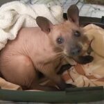 Hairless Creature Rescued From The Cold Wasn't A Dog At All