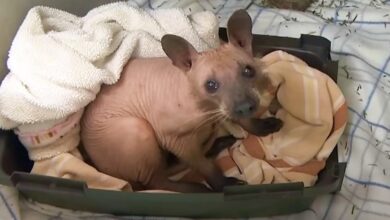 Hairless Creature Rescued From The Cold Wasn't A Dog At All