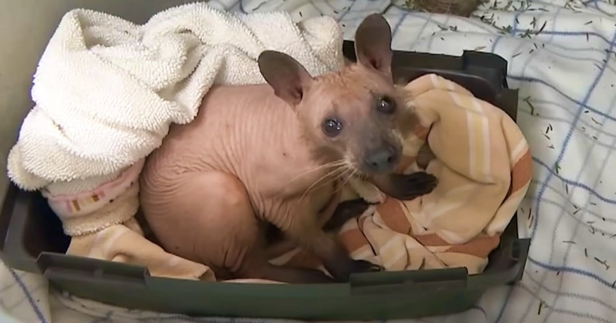 Hairless Creature Rescued From The Cold Wasn't A Dog At All