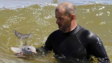 A Tale of Compassion Beneath the Waves. – Daily News