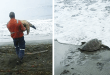 Man Buys Turtles From Food Market And Releases Them Back To The Sea