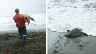 Man Buys Turtles From Food Market And Releases Them Back To The Sea