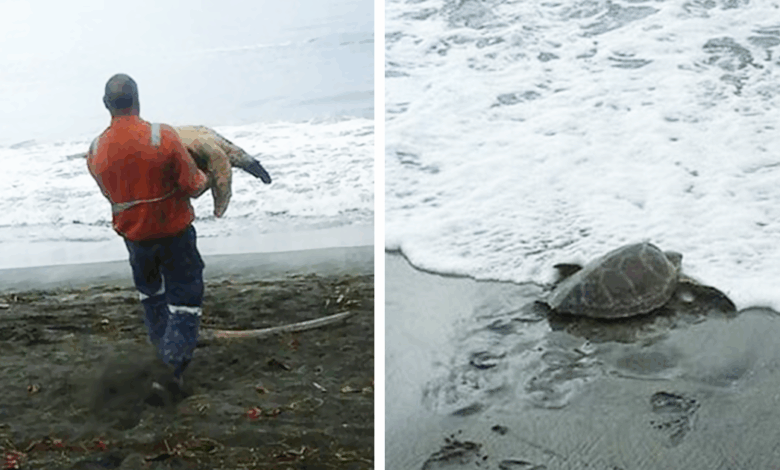 Man Buys Turtles From Food Market And Releases Them Back To The Sea