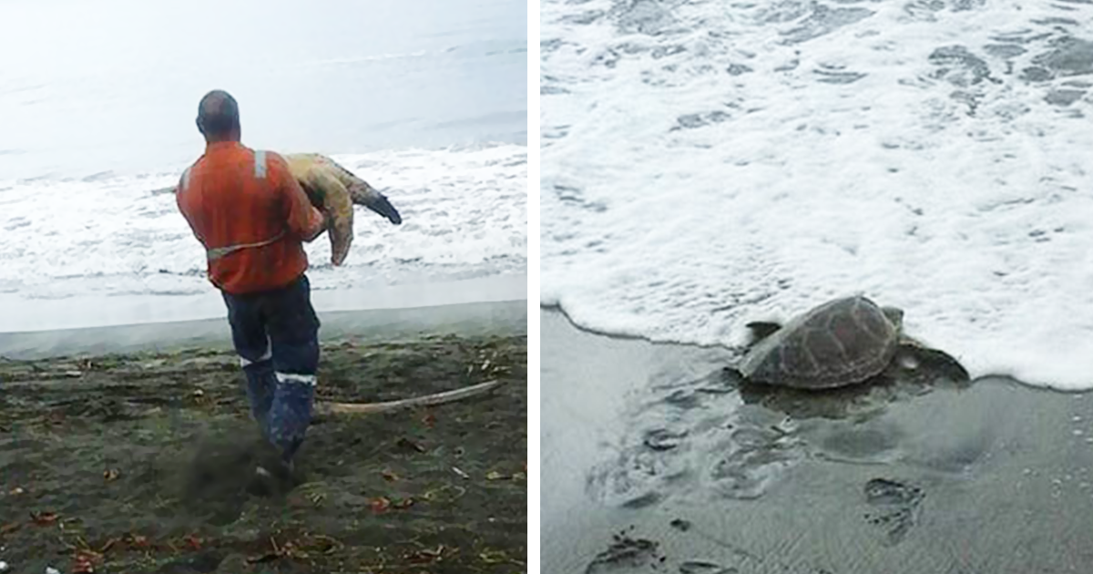 Man Buys Turtles From Food Market And Releases Them Back To The Sea