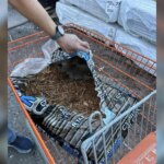 Man Buys Bag Of Mulch And Jumps When He Finds Babies Snuggled Inside