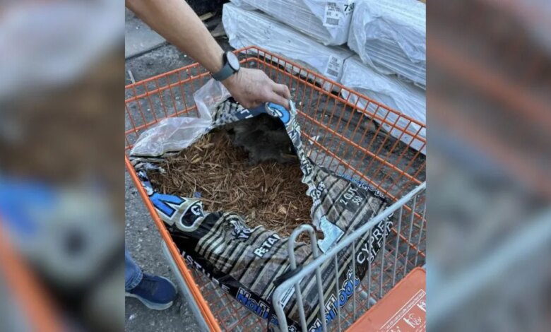 Man Buys Bag Of Mulch And Jumps When He Finds Babies Snuggled Inside