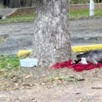 Starving Family Sleeping On Rain-Soaked Blanket Wake Up To A Second Chance