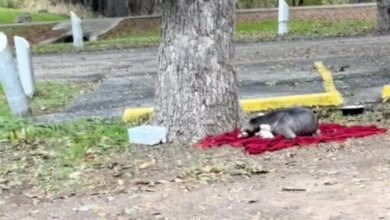 Starving Family Sleeping On Rain-Soaked Blanket Wake Up To A Second Chance