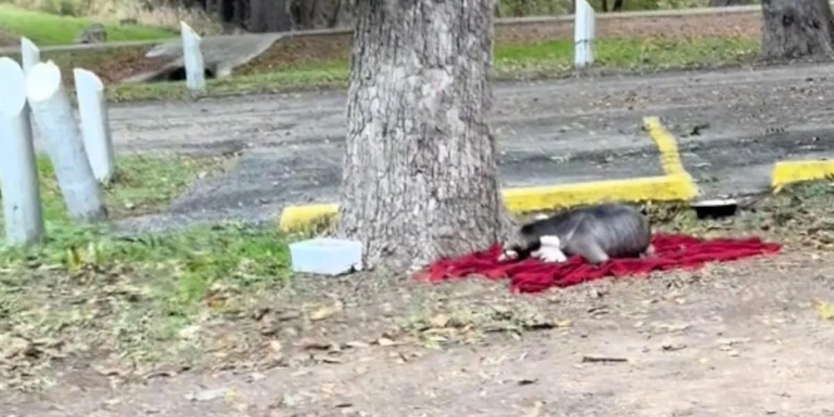 Starving Family Sleeping On Rain-Soaked Blanket Wake Up To A Second Chance