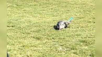Adorable 'Monster' Goes Searching For Friends At Dog Adoption Event