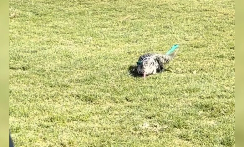 Adorable 'Monster' Goes Searching For Friends At Dog Adoption Event